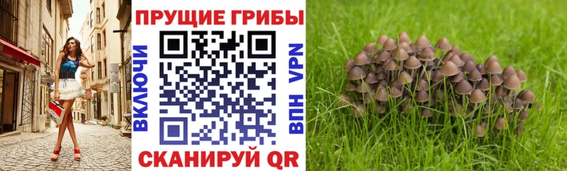 Галлюциногенные грибы мицелий  Купить где  Байкальск 